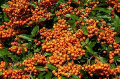 Pyracantha hybr. 'Orange Glow', 60-80 2L, Vuurdoorn