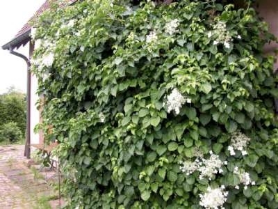 Hydrangea anomala 'Petiolaris', 40-60cm 3L Klimhortensia