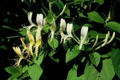 Lonicera jap. 'Hall's prolific', Kamperfoelie