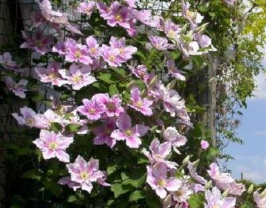 Clematis 'Hagley Hybrid', Bosrank