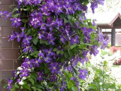 Clematis 'Jackmanii', Bosrank