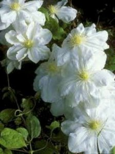 Clematis 'Mme. Le Coultre', Bosrank