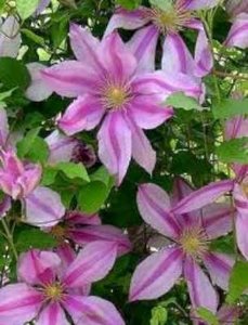 Clematis 'Nelly Moser', Bosrank