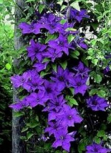 Clematis 'The president', Bosrank