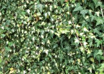 Hedera helix 'Goldheart', 60-80 2L, Klimop
