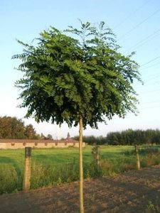 Robinia pseud. 'Umbraculifera', 8/10 Blote wortel, Bolacacia