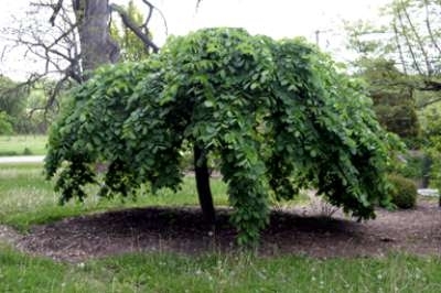 Ulmus 'Camperdownii', 8/10 Blote wortel, Treurolm