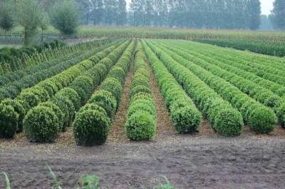 Buxus sempervirens bol, Diameter 50 cm