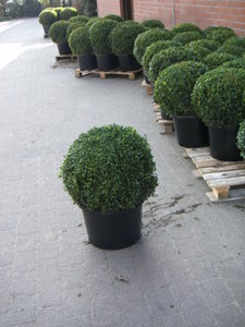 Buxus sempervirens bol, Diameter 65 cm