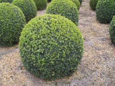 Buxus sempervirens bol, Diameter 100 cm