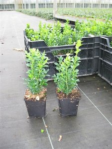 Buxus Sempervirens, 15-20 cm Pot P9