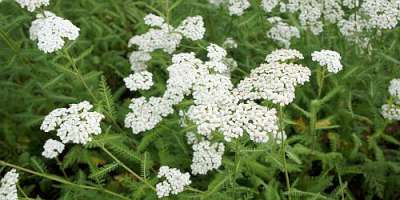 Achillea millefolium 'Schneethaler', Duizendblad