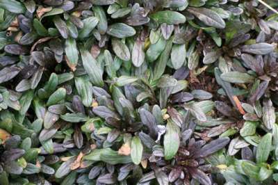 Ajuga reptans 'Chocolate Chip', Zenegroen (= Valfredda)