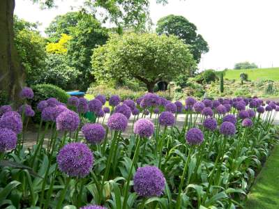 Allium 'Globemaster', ® Sierui