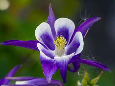 Aquilegia vulgaris,Akelei