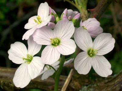 Cardamine pratensis, pinksterbloem