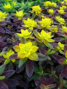 Euphorbia polychroma 'Bonfire', Ⓡ Wolfsmelk
