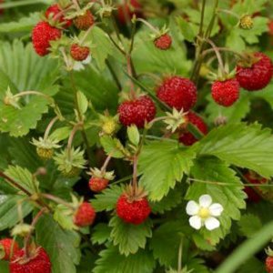 Fragaria vesca 'Alexandria',  Echte bosaardbei