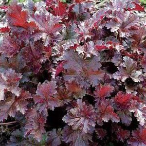 Heuchera 'Chocolate Ruffles', ® Purperklokje