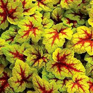 Heucherella 'Stoplight' ®