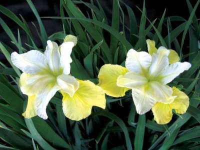 Iris siberica 'Butter and Sugar', Iris