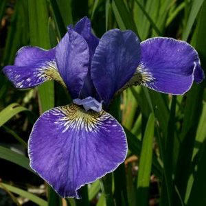 Iris siberica 'Silver Edge', Iris