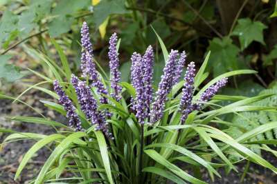 Liriope muscari 'Lilac Wonder', Liriope