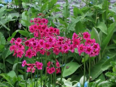 Primula japonica 'Miller's Crimson', Sleutelbloem