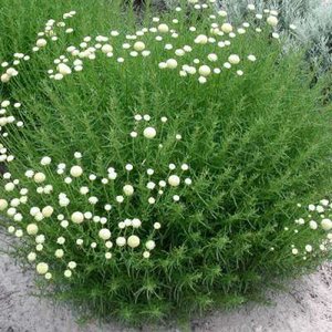 Santolina rosmarinifolia, Heiligenbloem