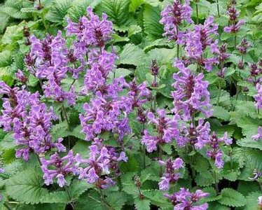 Stachys  'Superba', Ezelsoren