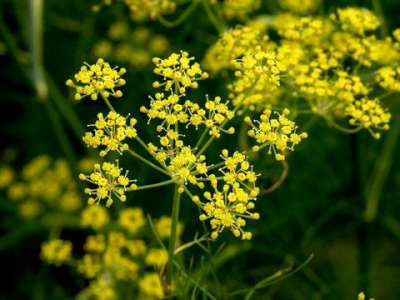 Foeniculum vulgare, venkel