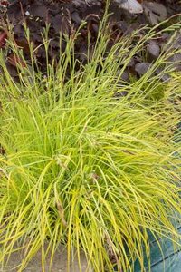 Carex elata 'Aurea', Zegge
