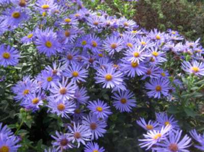 Aster frikartii 'Mönch'