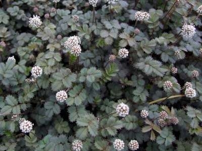 Acaena magellanica, Stekelnootje