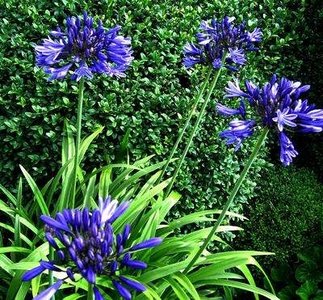 Agapanthus africanus, Afrikaanse lelie