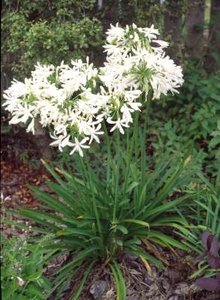 Agapanthus africanus 'Albus', Afrikaanse lelie