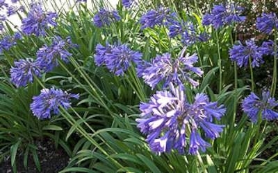 Agapanthus 'Peter Pan', Afrikaanse lelie