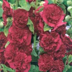 Alcea rosea (Rood), Stokroos