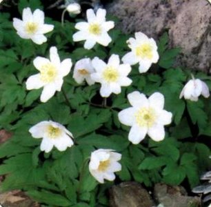 Anemone sylvestris, Anemoon