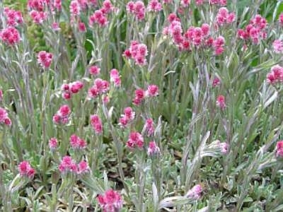 Antennaria dioica 'Rubra', Rozenkransje