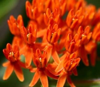 Asclepias tuberosa, Zijdeplant