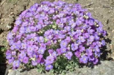 Aubrieta 'Argenteovariegata', Randjesbloem
