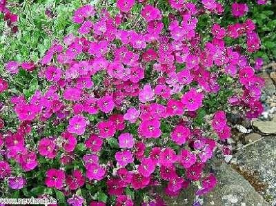 Aubrieta 'Bressingham Red', Randjesbloem