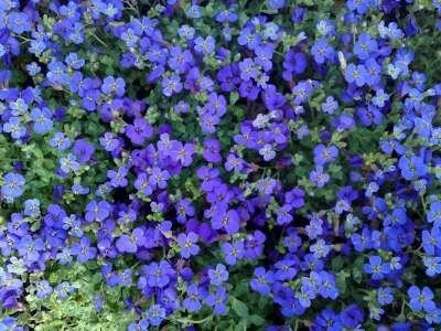 Aubrieta 'Hamburger Stadtpark', Randjesbloem