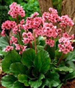 Bergenia 'Abendglut', Randjesbloem