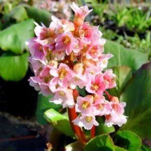 Bergenia 'Baby Doll', Randjesbloem