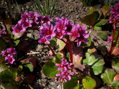 Bergenia 'Morgenroete', Randjesbloem