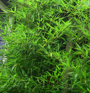 Phyllostachys aurea, Bamboe 15L 200/250