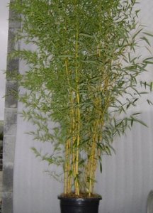 Phyllostachys aureos. 'Aureocaulis', 200-250 15L Bamboe