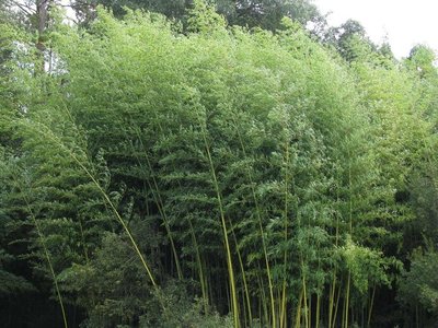Phyllostachys nigra, 60-80 5L Bamboe